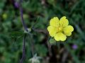 Kashmir Cinquefoil